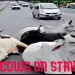 Cows on Dharna- Ahmedabad Cows Stage Strike for Shelter Equality!