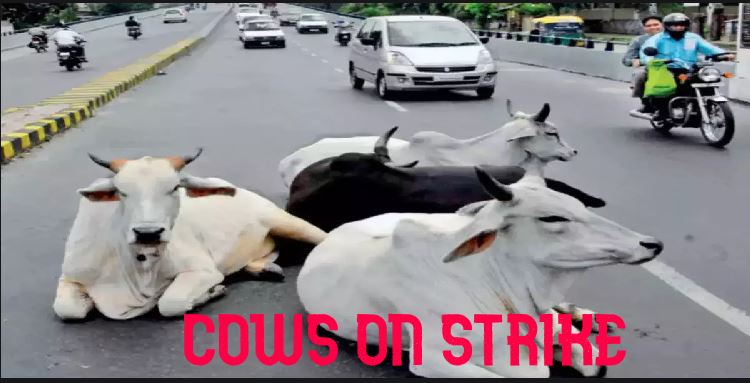 Cows on Dharna- Ahmedabad Cows Stage Strike for Shelter Equality!